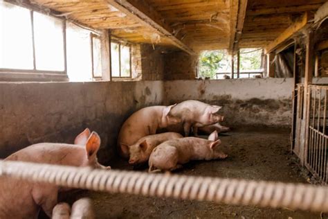 Pig Housing Design: How to Create Comfortable and Efficient .